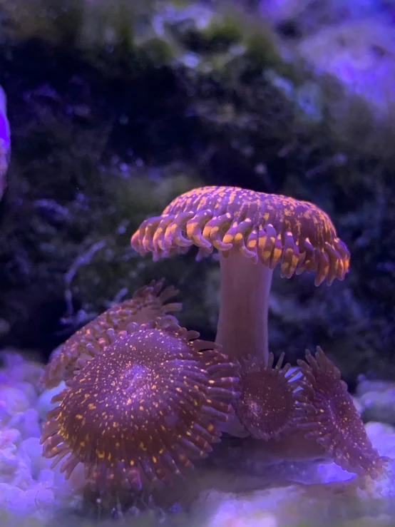 two sea urchins sitting in their habitat at the bottom of an aquarium tank