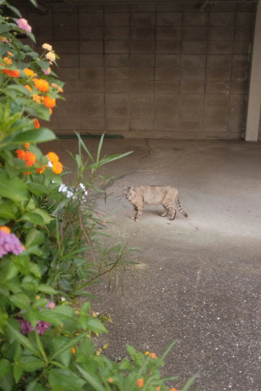 a small cat standing in a concrete parking lot