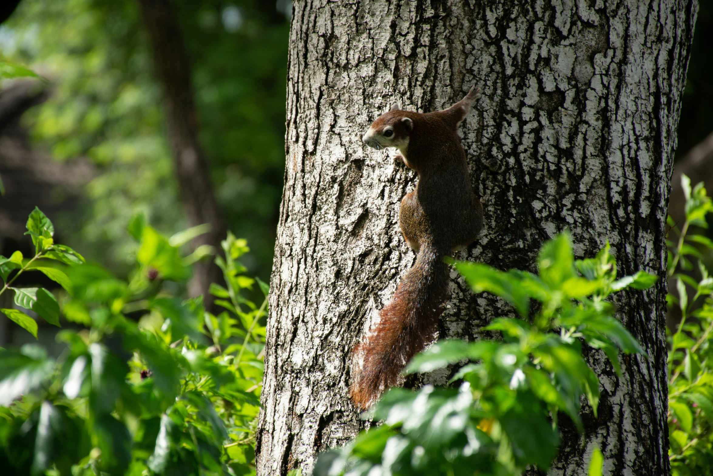 a small brown animal standing on top of a tree