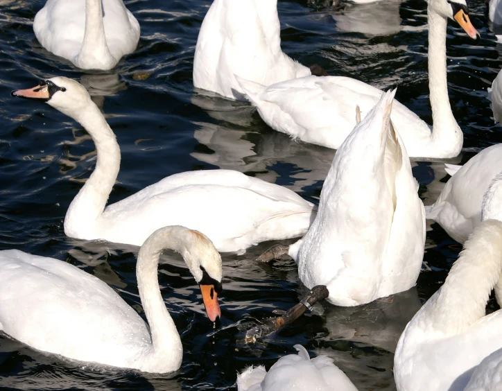 a large group of white ducks floating in the water