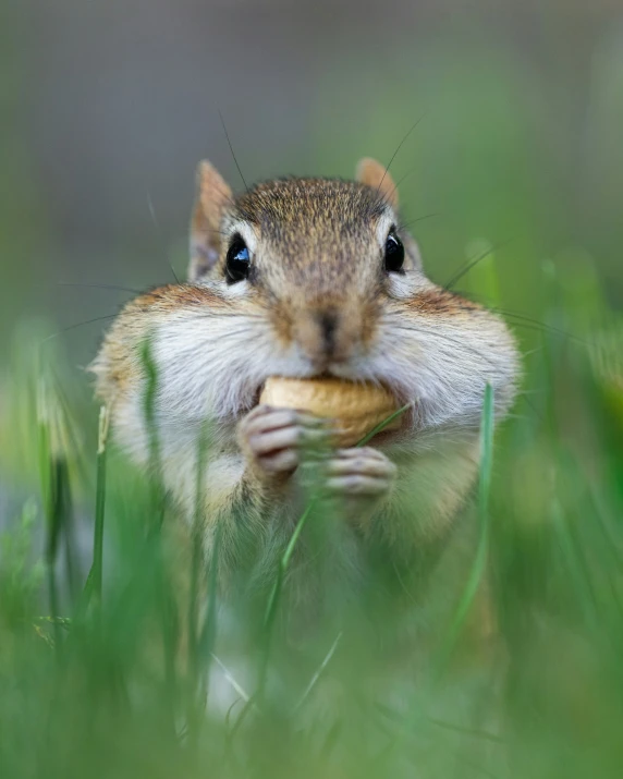 an image of a chipmun eating in the grass