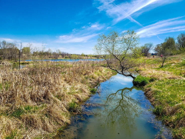 a river running through a field next to a forest