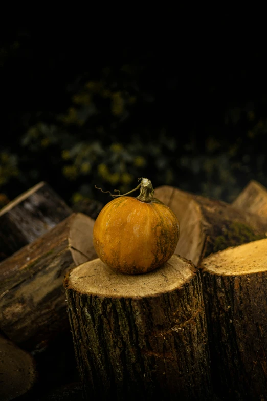 a orange on top of tree logs with other wood stacked behind it