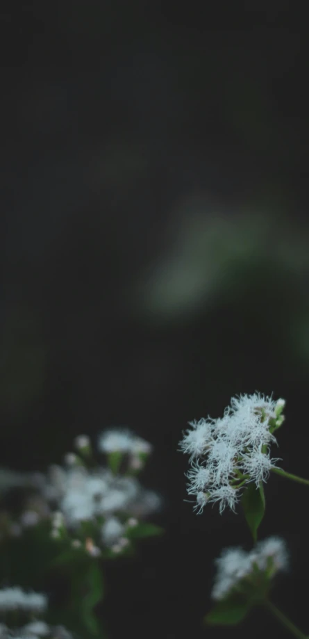 a plant with white flowers is shown with blurry background