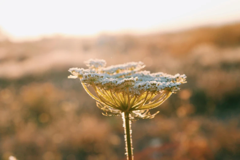 flower in a field with blurred back ground