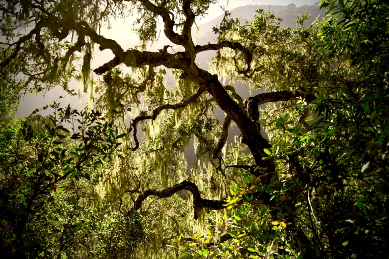 a large tree with a very long trunk is in the sunlight