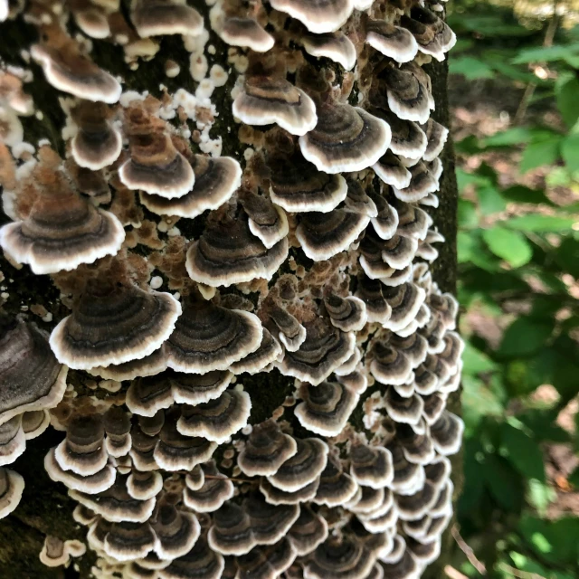 mushrooms growing on a tree in the forest