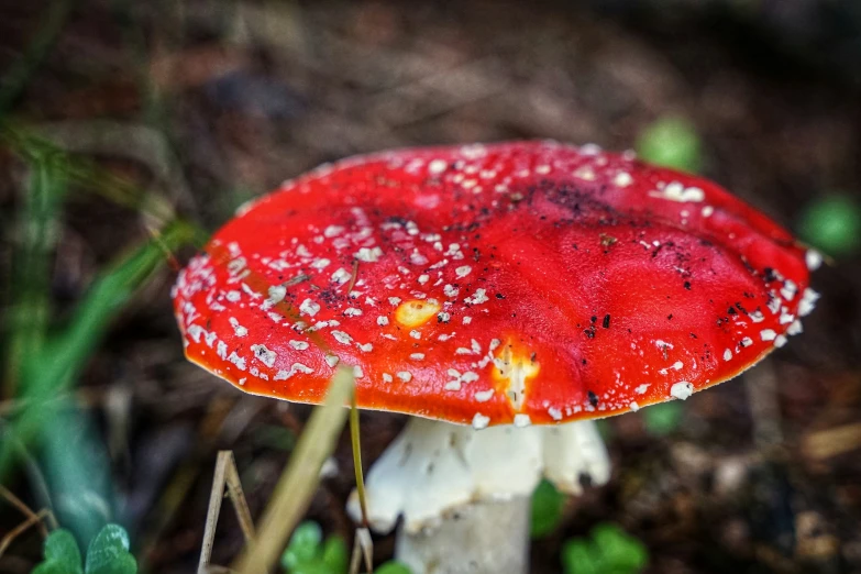 a red mushroom sitting in the middle of a forest