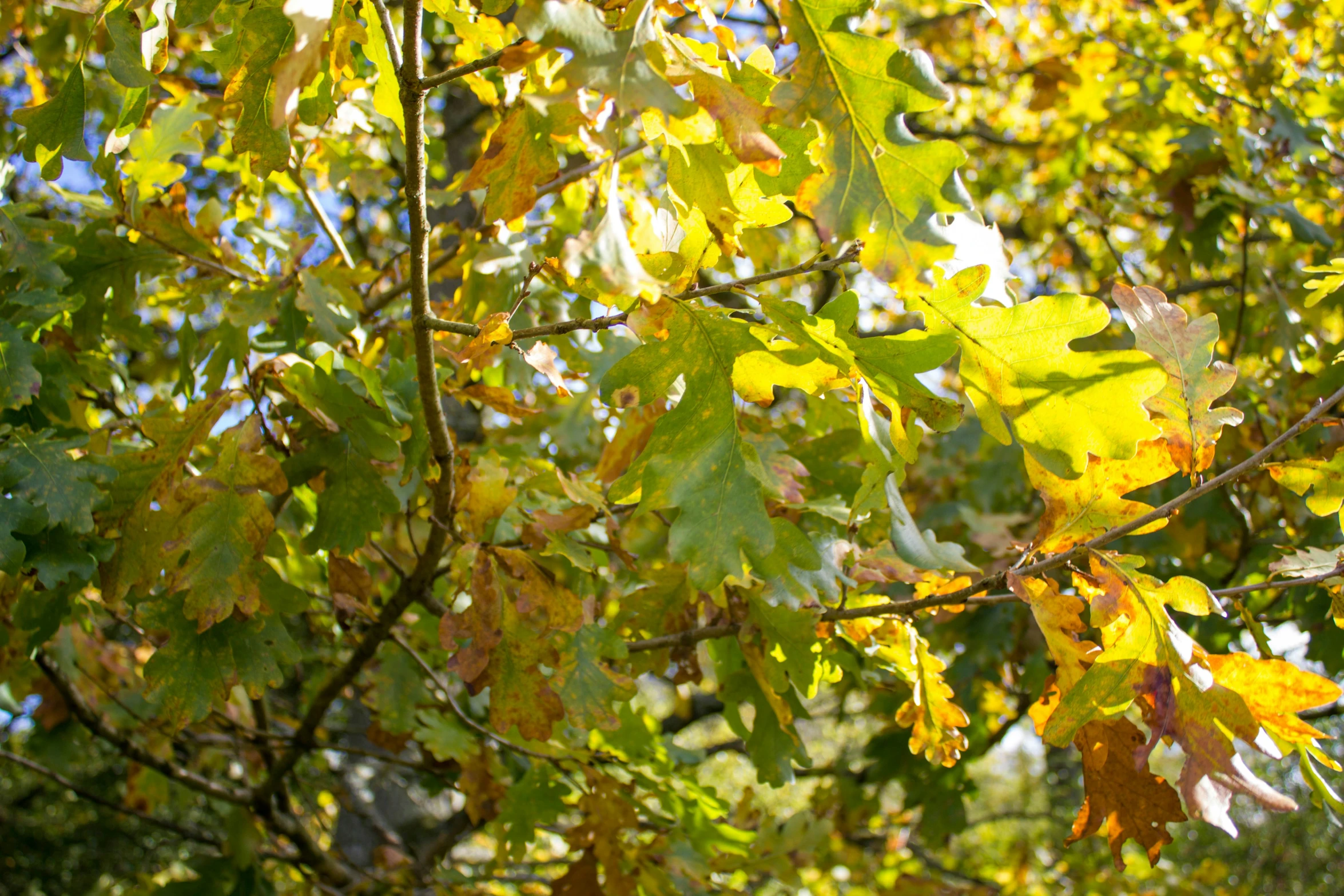 a nch with several leaves and some green