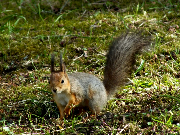 the squirrel is looking around in the grass