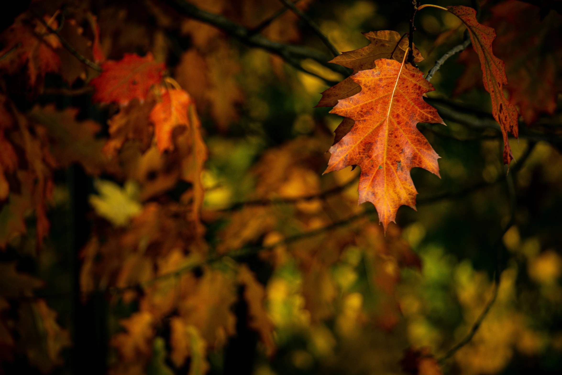 a small leaf that is hanging from a tree