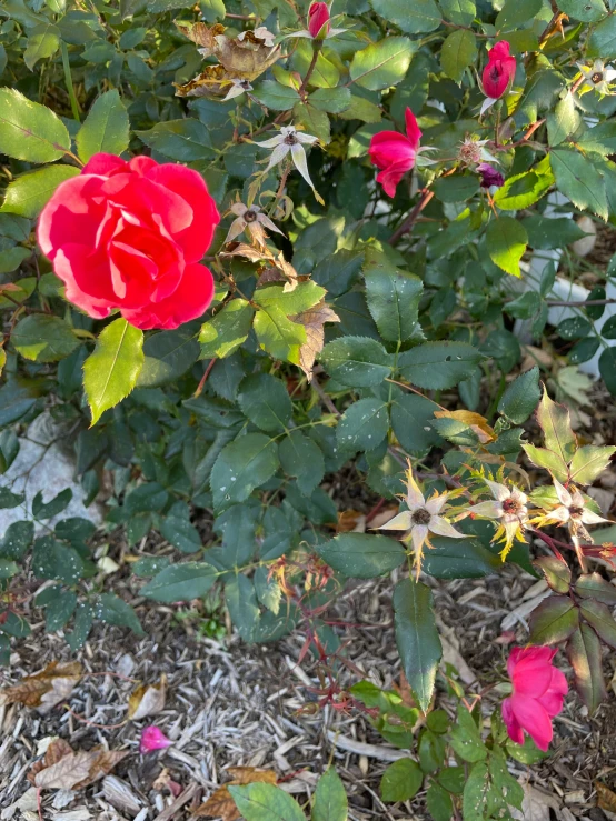 a close up of flowers near a field of leaves