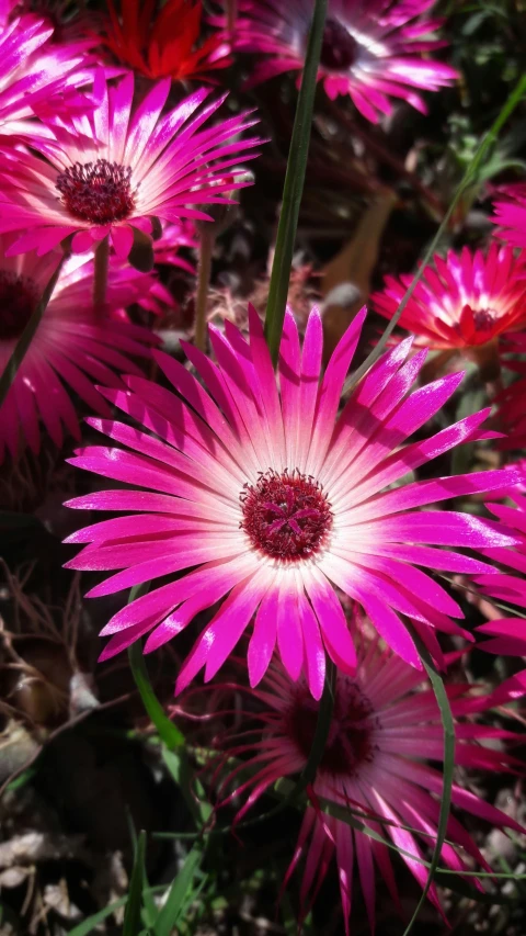 several bright pink flowers growing in a field