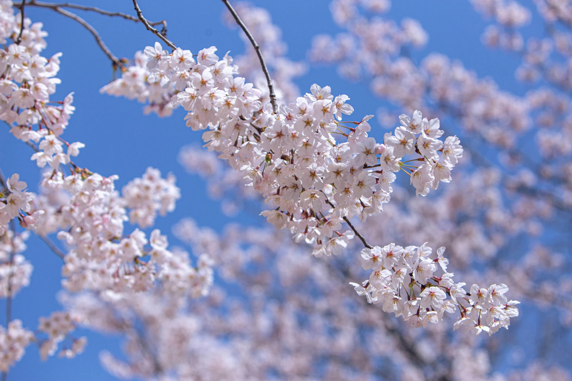 white flowers bloom on the nches of the tree