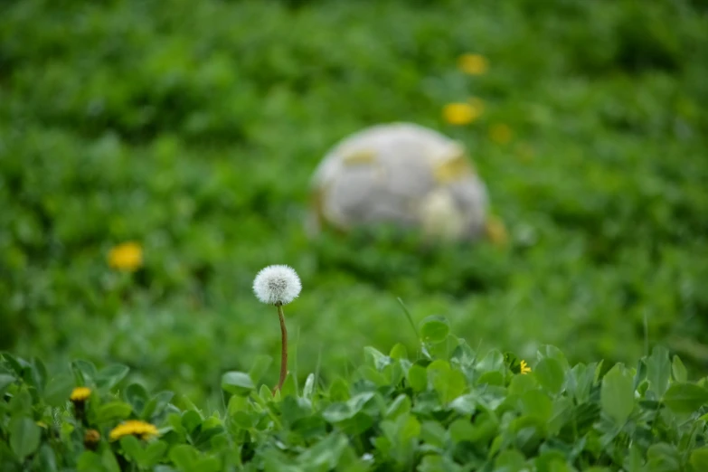 the ball is in a grassy area by a dandelion