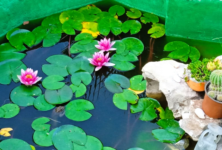 there is a pond with water lilies growing around it