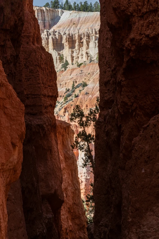 a canyon filled with rock formation and trees