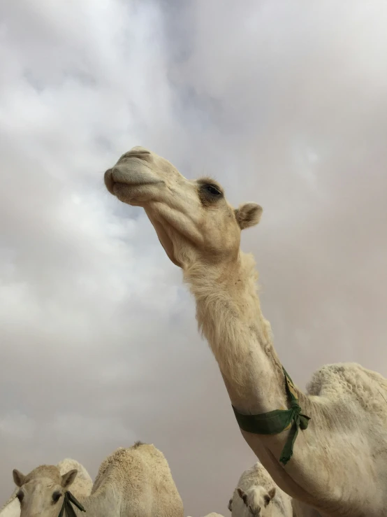 a white camel in harness reaching up for soing