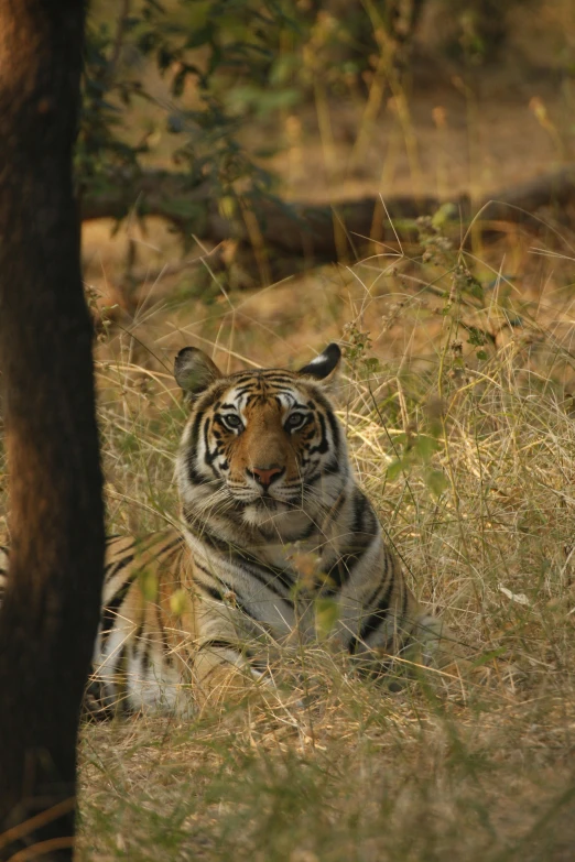 a tiger lying in the grass and some trees