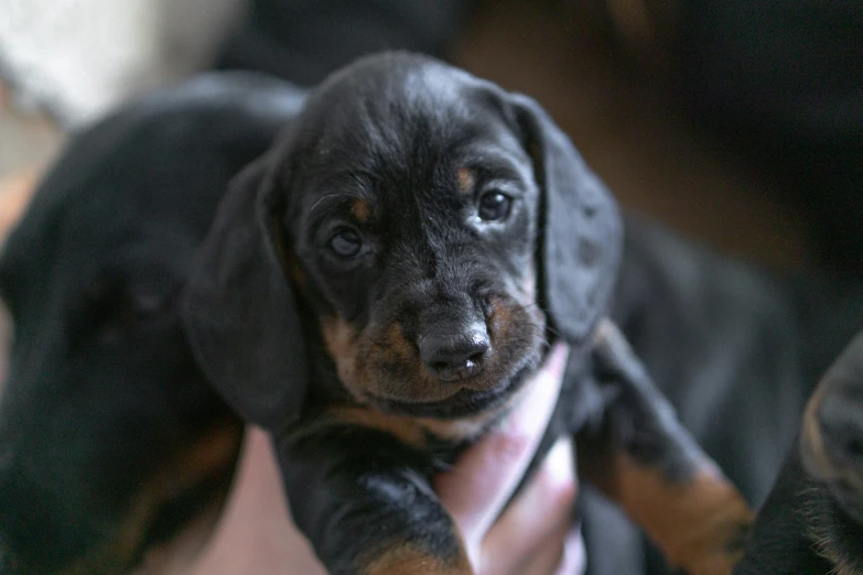 a brown and black dog being held up