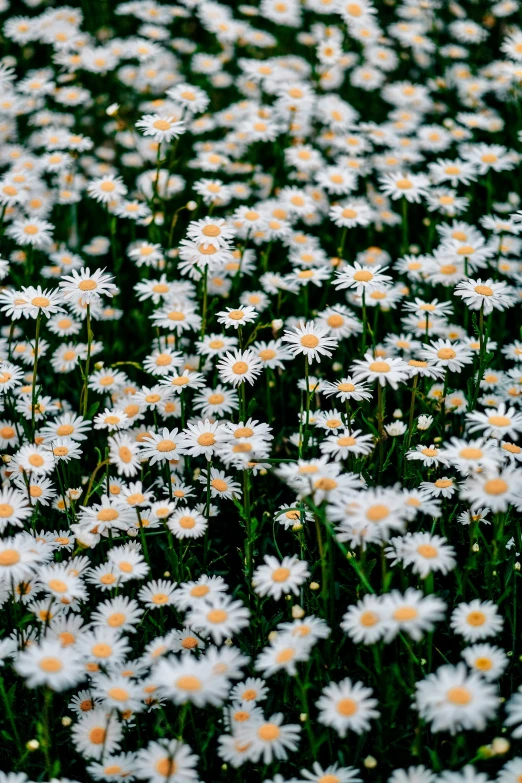 large amount of white flowers in grass
