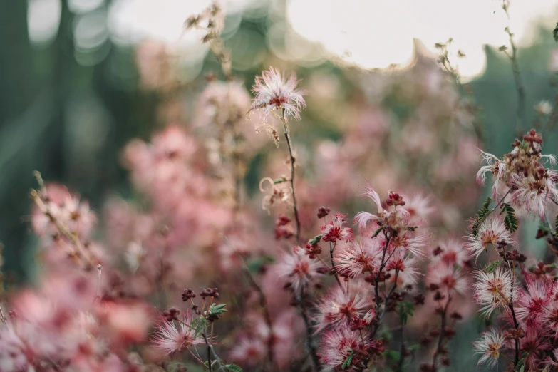 an image of some flowers in the field