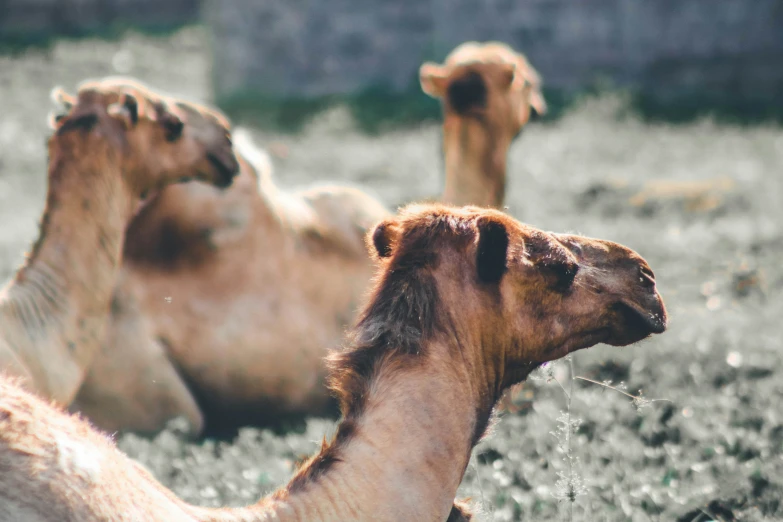 three camels laying down on the ground