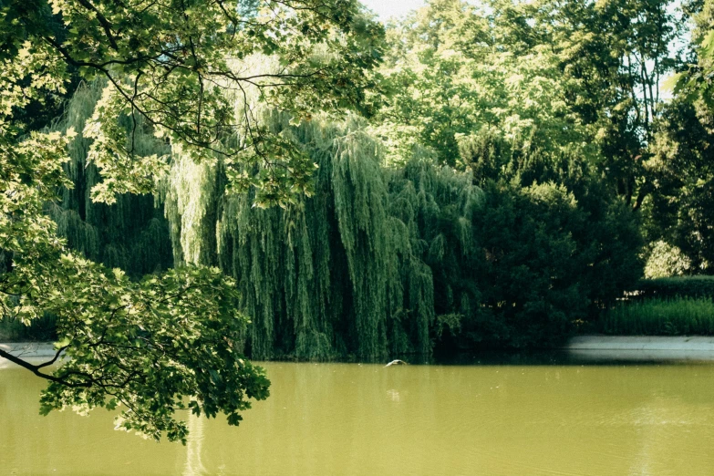a pond and trees in a park next to it