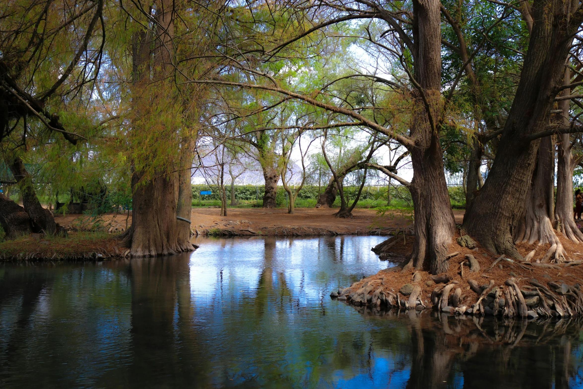 a river flowing between two tall trees