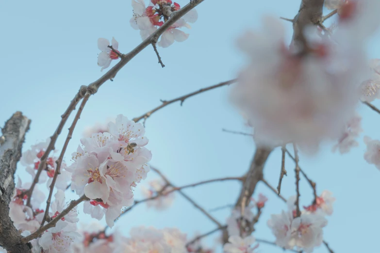 a tree with a lot of pink flowers