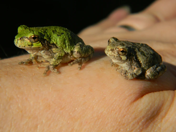 a person is holding two little frogs on their finger