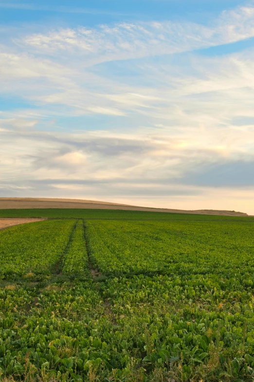 a large field with a line across the middle