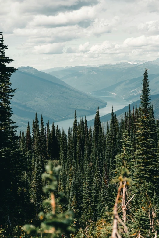 a forest that has some trees in it