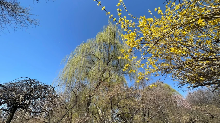 green trees in the fall and yellow leaves