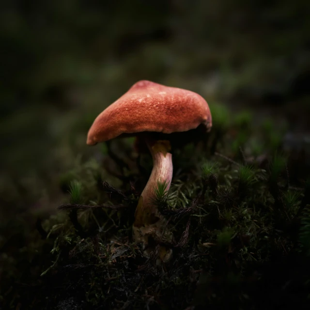 a close - up of a red mushroom in the woods