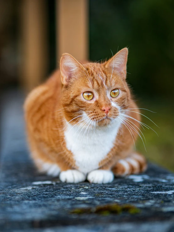 a close up of a cat sitting on a rock