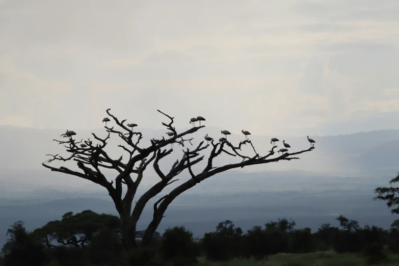 birds sitting in tree nches looking at the sky