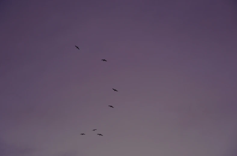 several birds fly in a hazy sky over the town