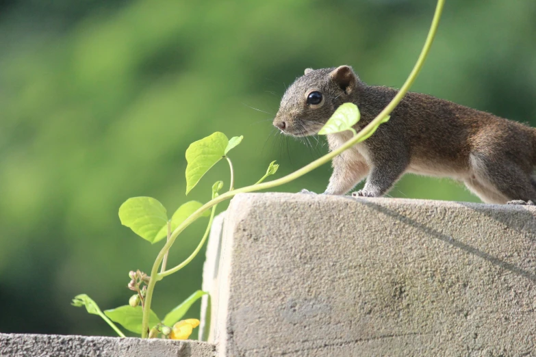 a small gray squirrel standing on a stone structure