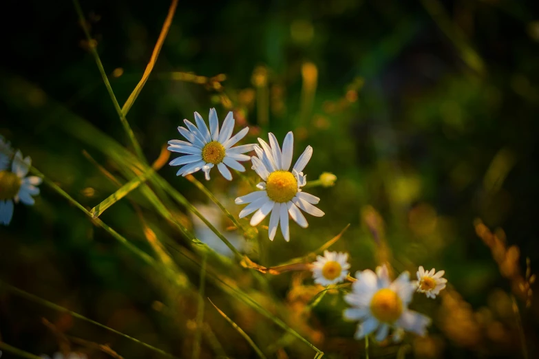 two daisies in a field with a blurry background