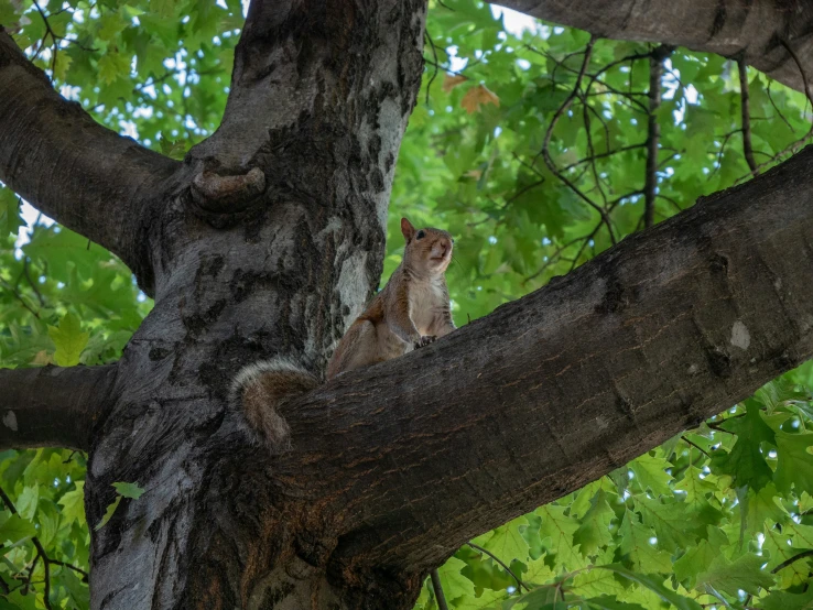 a squirrel sitting on the edge of a tree