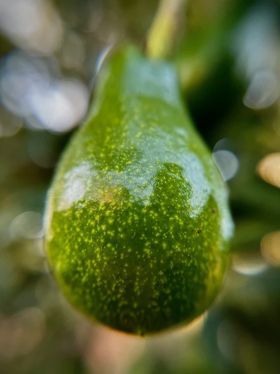 an avocado hanging from a tree filled with lots of leaves