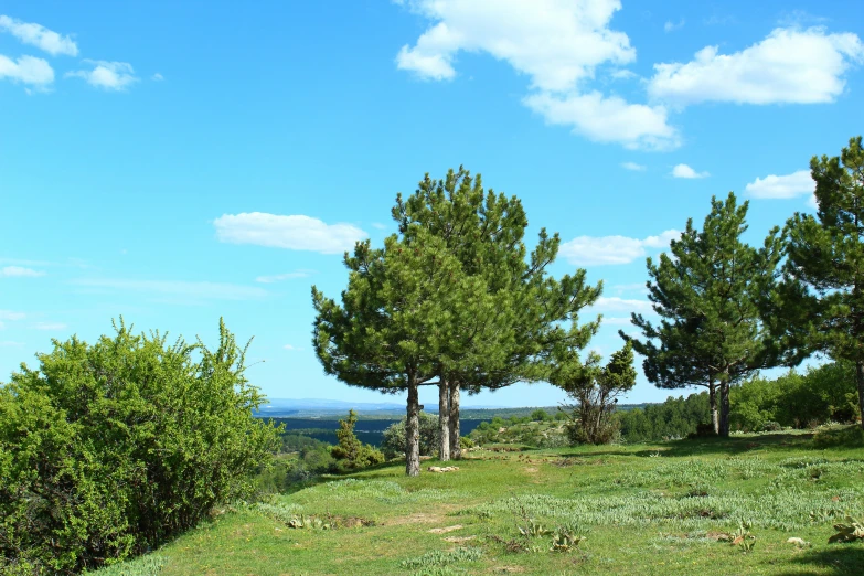 a grassy hill with two trees on the top