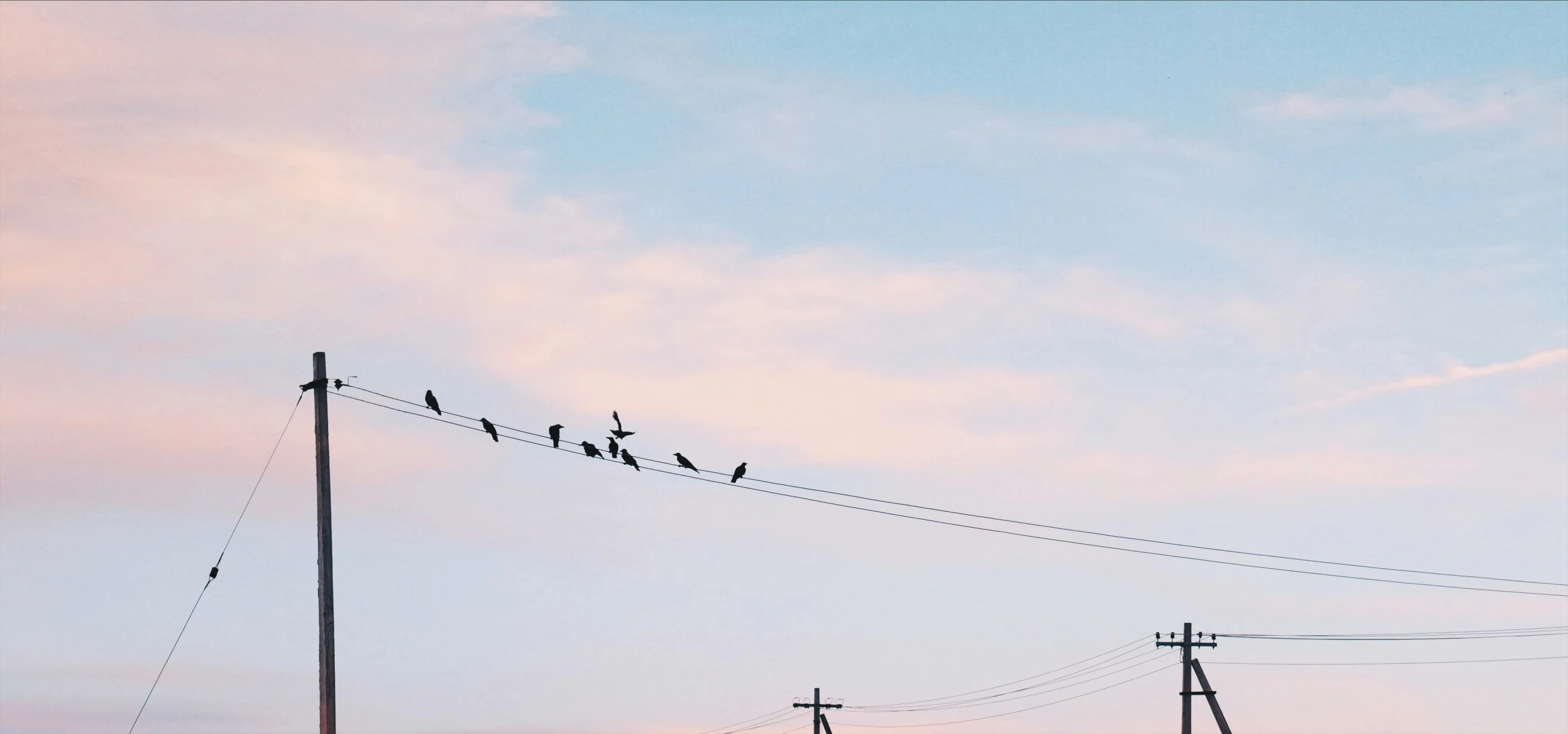 birds are sitting on wires that connect the poles