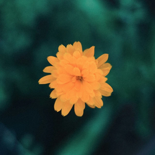 a yellow flower that is in a vase