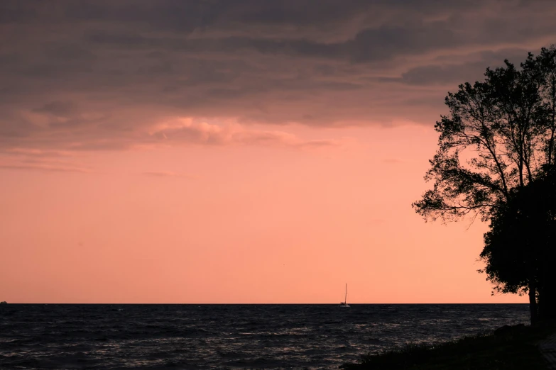 there is a small tree and boat by the water