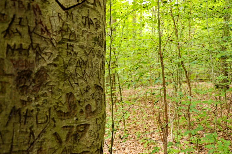 a view of an old tree that has been grafised and is very close to the ground