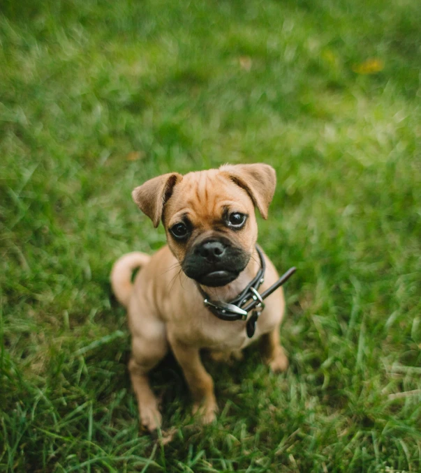 small puppy sitting in a field with a leash