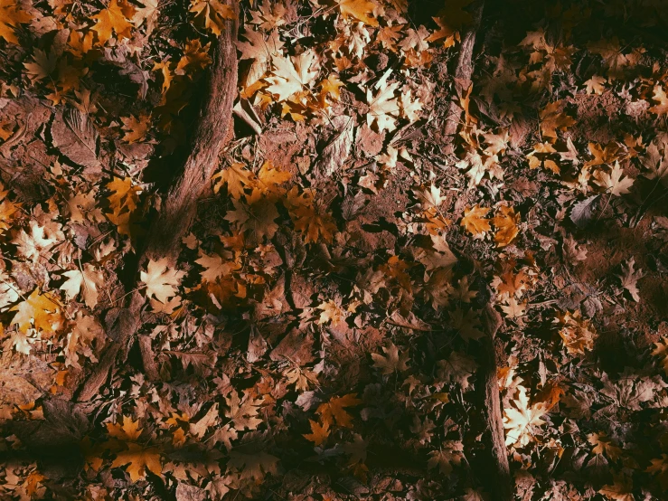 fall leaves on the ground with brown paint