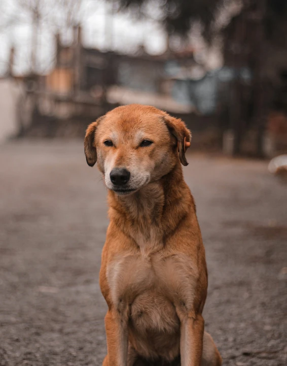 a brown dog sitting on top of a dirt field